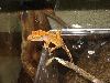 crested2