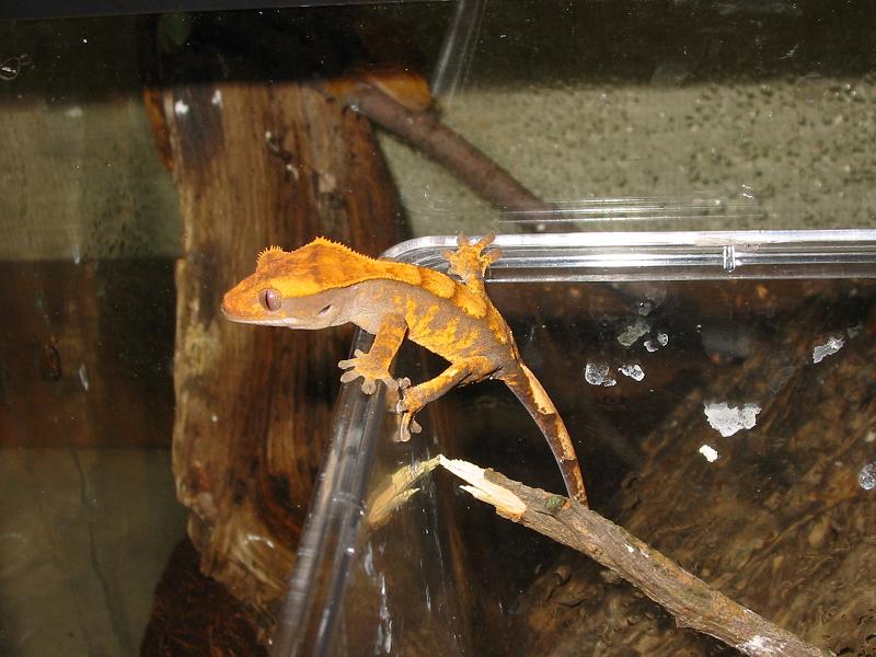 crested2