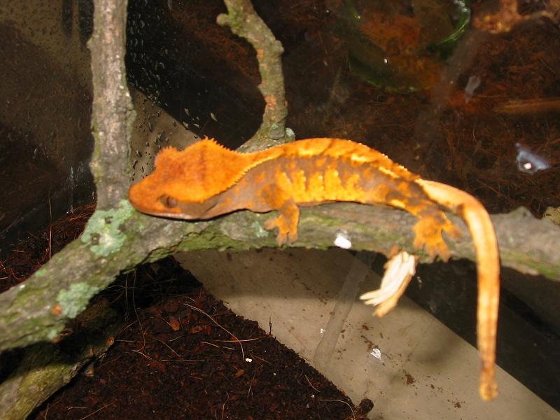 crested3