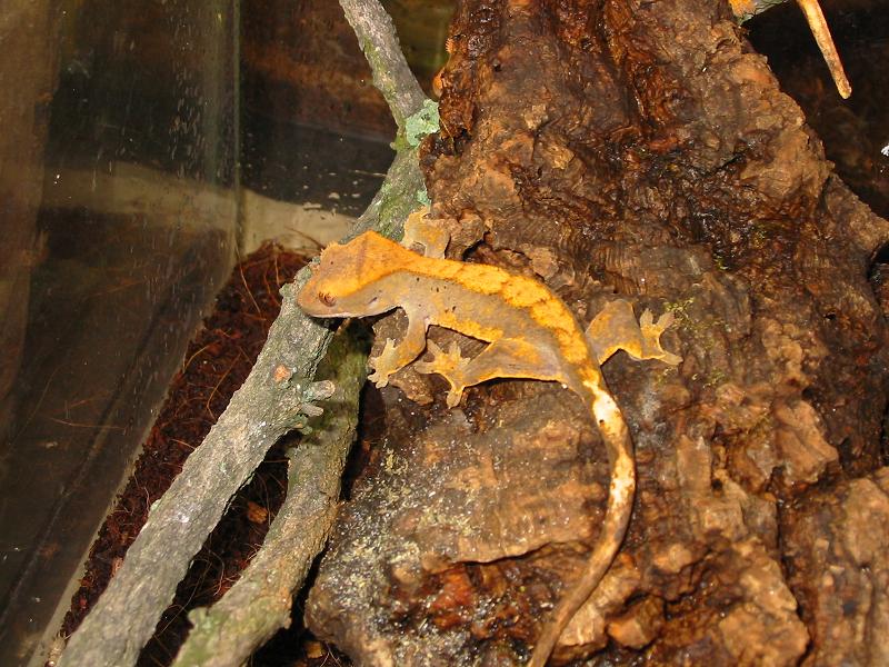 crested4