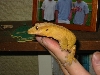 crested5