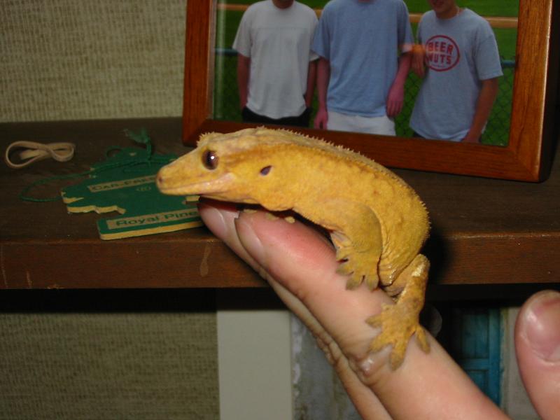 crested5