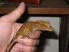 crested6
