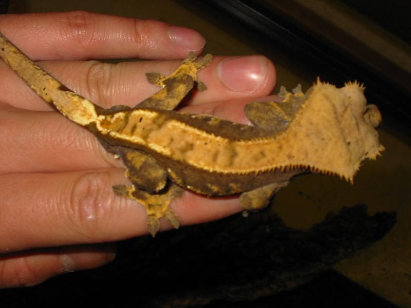 crested7