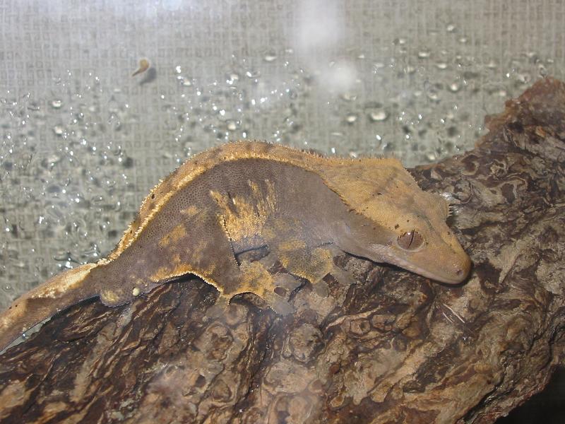 crested8