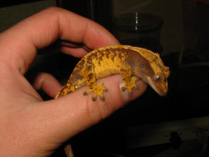 crested baby