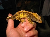 crestedgecko1