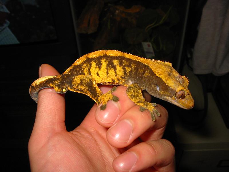 crestedgecko1