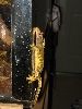 crestedgecko2