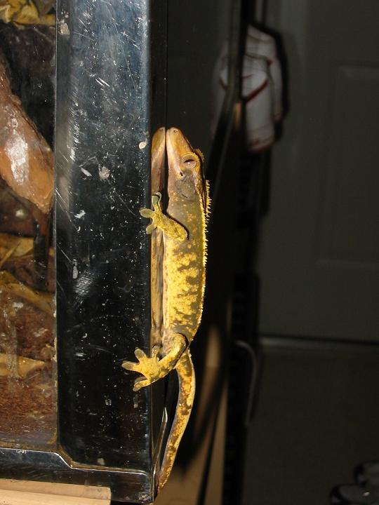 crestedgecko2