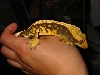 crestedgecko3