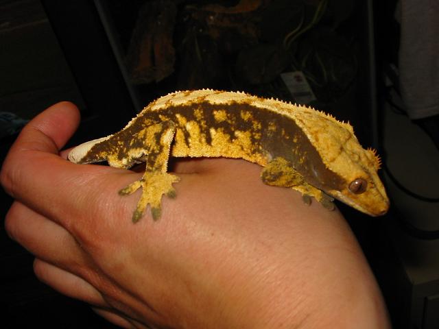 crestedgecko3
