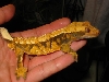 crestedgecko4