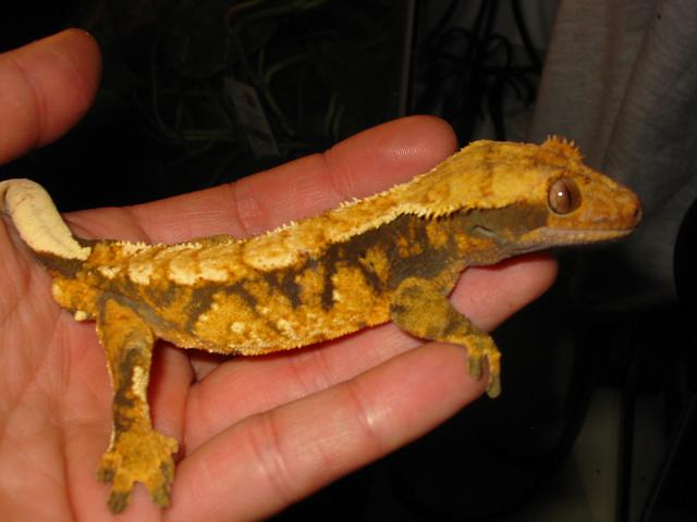 crestedgecko4