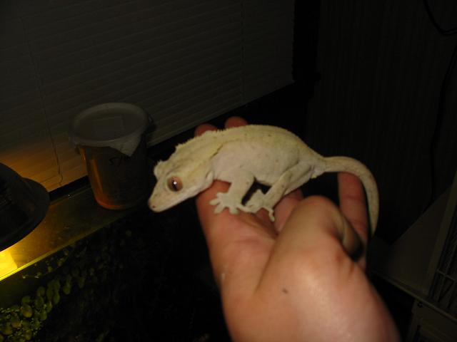 female crested