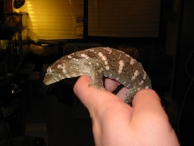 leachie1