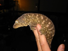 leachie4