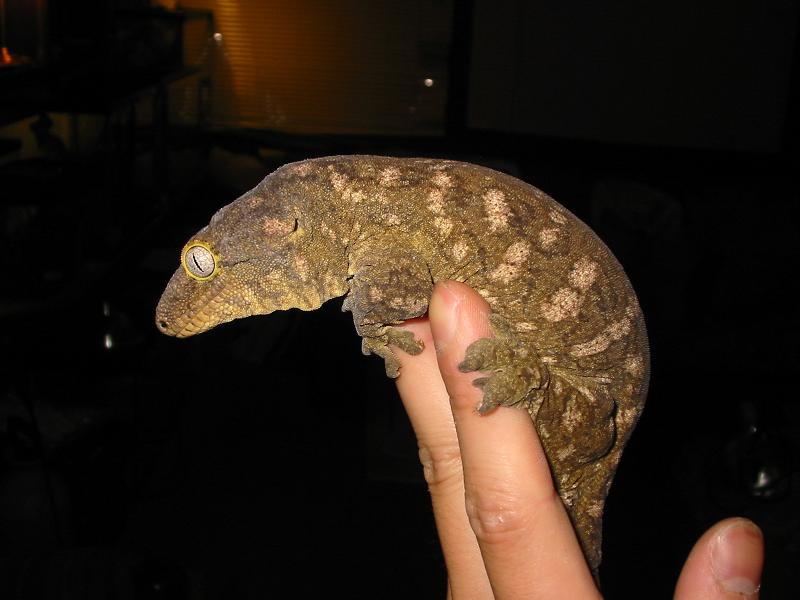 leachie4