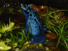 azureus male