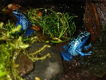 azureus pair
