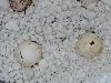 pietschamanni eggs