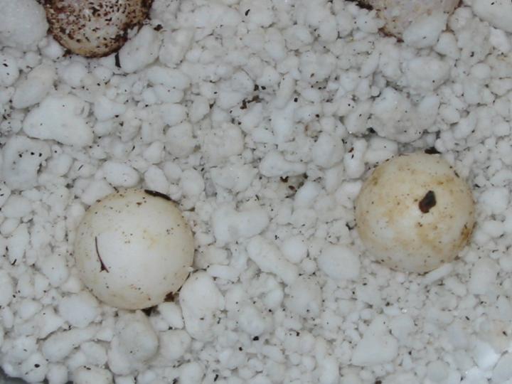 pietschamanni eggs