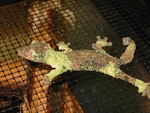 Sikorae Female