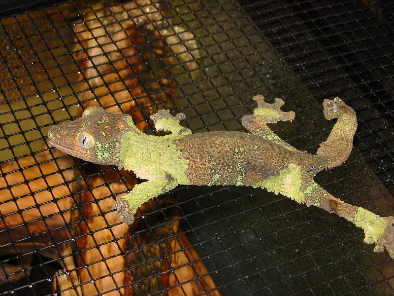 Sikorae Female