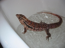 Red Tegu 1