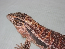 Red Tegu 2