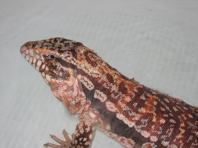 Red Tegu 2