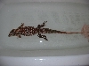 Red Tegu 3