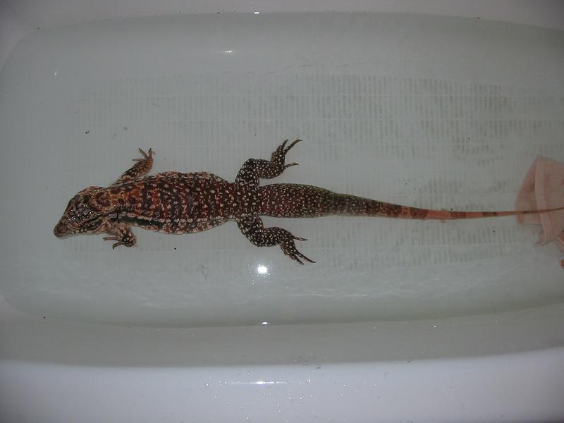 Red Tegu 3