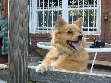 My Favorite Dog... Trixie!