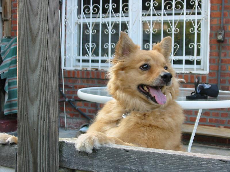 My Favorite Dog... Trixie!