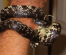Black King Bite