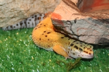 Unnamed Female 1