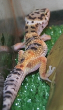 Unnamed Female 2