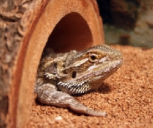 In his hide