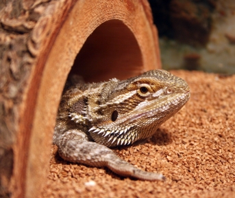 In his hide