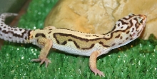 Unnamed Male