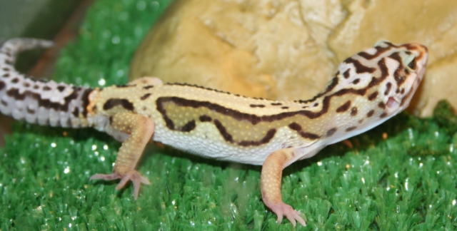 Unnamed Male