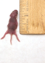 Mouse pinky