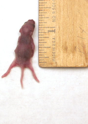 Mouse pinky