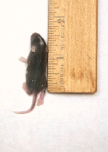 Mouse pinky Large