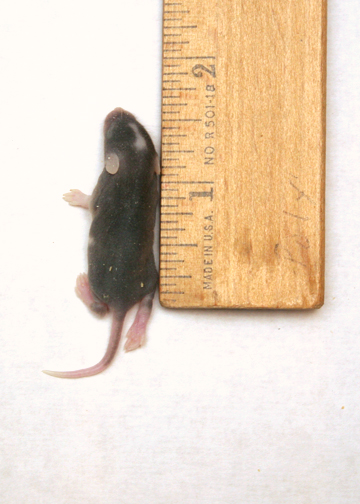 Mouse pinky Large