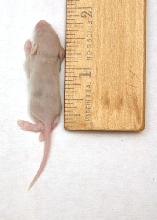 Mouse Fuzzy