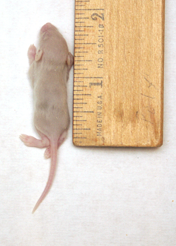 Mouse Fuzzy