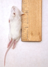 Mouse Hopper