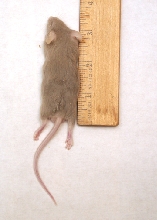 Mouse Wean